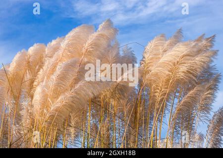 Erba bianca di kans o saccharum spontaneo fiori sotto la luce del sole brillante in primo piano Foto Stock