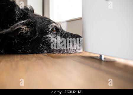 Un cane triste sta aspettando che il suo padrone smettesse di lavorare e lo prenda per una passeggiata. Un cane di razza grande sembra triste e solo a casa. Foto Stock