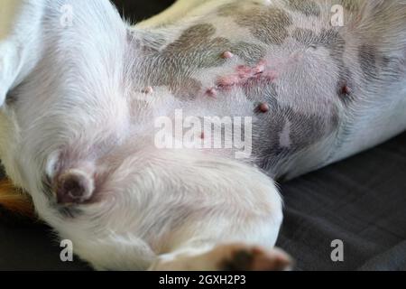 Dettaglio su femmina Jack Russell terrier cane pancia, cicatrice dopo l'operazione di sparo visibile. Foto Stock