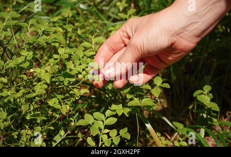 Mano raccogliere singolo mirtillo da sole arbusto illuminato in foresta, primo piano dettaglio. Foto Stock