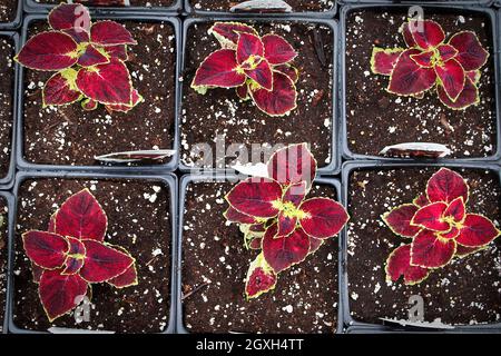 Vista closeup di file di piante di coleo che crescono in vasi. Foto Stock