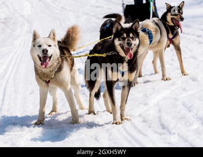 Husky in imbracatura poggiata sulla neve su Kamchatka Foto Stock