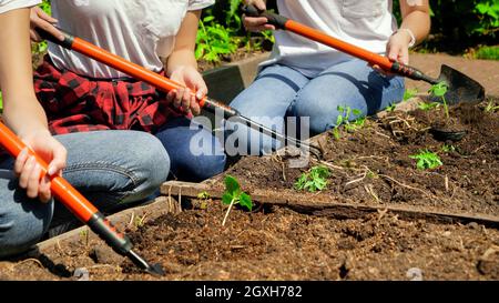 Primo piano foto di famiglia scavando terreno e terreno in giardino con pale e vanghe. Giardinaggio di famiglia e piantando verdure organiche al giardino del cortile Foto Stock