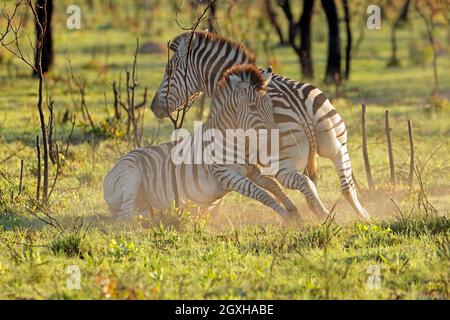 Due stalloni zebra pianeggianti (Equus burchelli) in lotta, Sudafrica Foto Stock