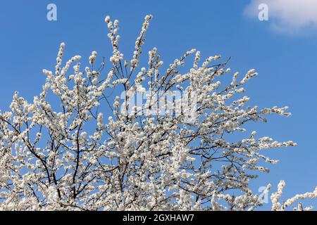 Alberi di prugna splendidamente fioriti nel frutteto Foto Stock