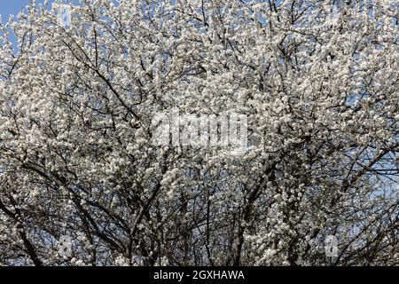 Alberi di prugna splendidamente fioriti nel frutteto Foto Stock