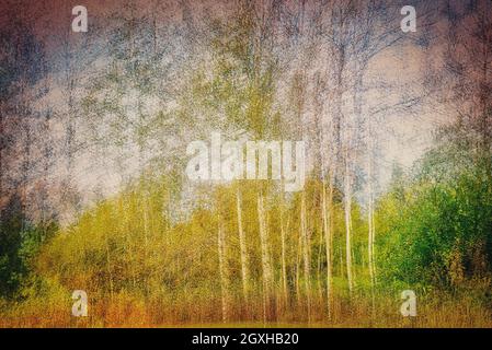 ARTE CONTEMPORANEA: Aspen Trees in the Moor (Baviera, Germania) Foto Stock