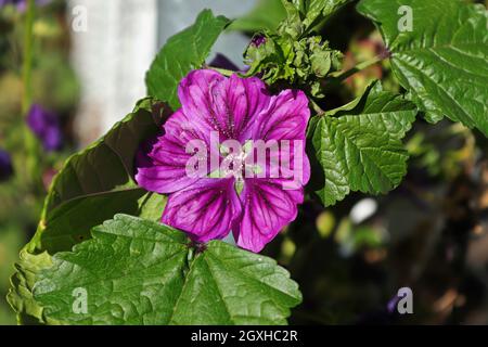 Primo piano di un fiore viola di hollyhock. Foto Stock