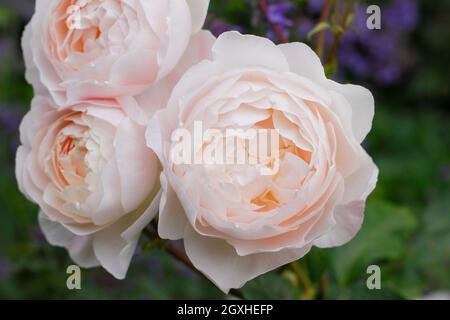 Desdemona rosa. Rosa 'Desdemona' (Auskindling), rosa arbusto inglese che mostra caratteristici fiori rosa cremosi a metà estate. REGNO UNITO Foto Stock