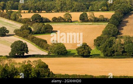 Vista estiva da Butser Hill, nel South Downs National Park, che si affaccia su terreni agricoli e mostra una rete di siepi e alberi. Hampshire, Inghilterra, Regno Unito Foto Stock