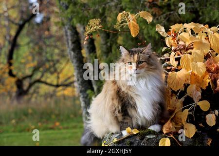 Una bella femmina norvegese gatto foresta seduta su una pietra all'aperto in luce autunnale Foto Stock