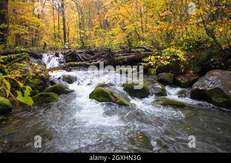 Il torrente Oirase è famoso per la sua colorazione autunnale, un percorso escursionistico si snoda lungo il torrente nella prefettura di Aomori, nella regione di Tohoku, in Giappone Foto Stock