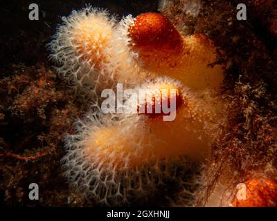 Un closeup immagine di un corallo morbido che alimenta le dita di un uomo morto o Alcyonium digitatum. Foto delle Isole Meteo, del Mare di Skagerrak, della Svezia occidentale Foto Stock