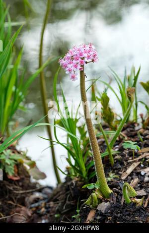 Darmera peltata, rabarbaro indiano, pianta ombrello, coppa gigante, Clusters di fiori rosa pallido su steli alti. Noto anche come Peltifyllum peltatum. Molla. Foto Stock