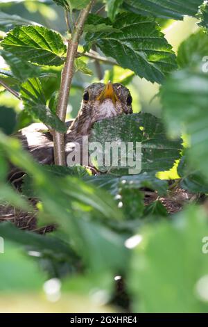 AMSEL, Schwarzdrossel, Weibchen im Nest, brütend, Brut, Amselnest, versteckt in einer Gartenhecke, Hainbuchenhecke, Turdus merula, Blackbird, femmina, Foto Stock