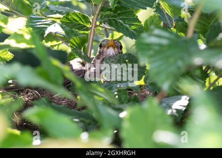 AMSEL, Schwarzdrossel, Weibchen im Nest, brütend, Brut, Amselnest, versteckt in einer Gartenhecke, Hainbuchenhecke, Turdus merula, Blackbird, femmina, Foto Stock