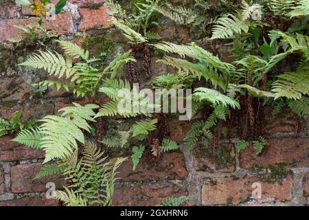 Wurmfarn, an einer alten Mauer, Gemäuer, Gewöhnlicher Wurmfarn, Echter Wurmfarn, Gemeiner Wurmfarn, Männerfarn, Dryopteris filix-mas, felce maschio, verme Foto Stock