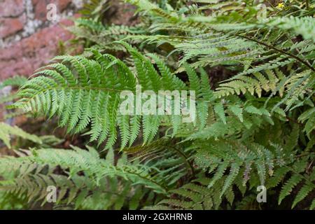 Wurmfarn, an einer alten Mauer, Gemäuer, Gewöhnlicher Wurmfarn, Echter Wurmfarn, Gemeiner Wurmfarn, Männerfarn, Dryopteris filix-mas, felce maschio, verme Foto Stock