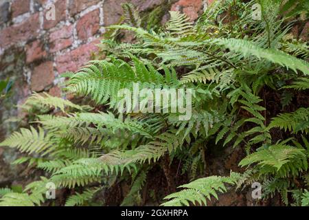 Wurmfarn, an einer alten Mauer, Gemäuer, Gewöhnlicher Wurmfarn, Echter Wurmfarn, Gemeiner Wurmfarn, Männerfarn, Dryopteris filix-mas, felce maschio, verme Foto Stock