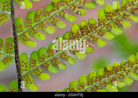 Wurmfarn, Gewöhnlicher Wurmfarn, Echter Wurmfarn, Gemeiner Wurmfarn, Männerfarn, Dryopteris filix-mas, felce maschio, felce senza fine, la Fougère Mâle Foto Stock