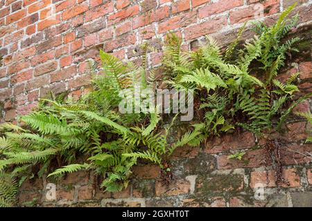 Wurmfarn, an einer alten Mauer, Gemäuer, Gewöhnlicher Wurmfarn, Echter Wurmfarn, Gemeiner Wurmfarn, Männerfarn, Dryopteris filix-mas, felce maschio, verme Foto Stock