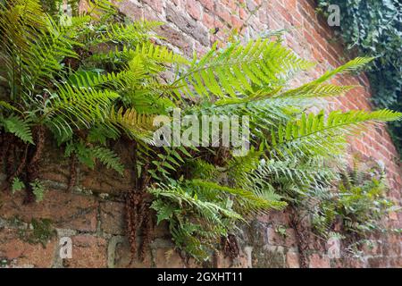 Wurmfarn, an einer alten Mauer, Gemäuer, Gewöhnlicher Wurmfarn, Echter Wurmfarn, Gemeiner Wurmfarn, Männerfarn, Dryopteris filix-mas, felce maschio, verme Foto Stock