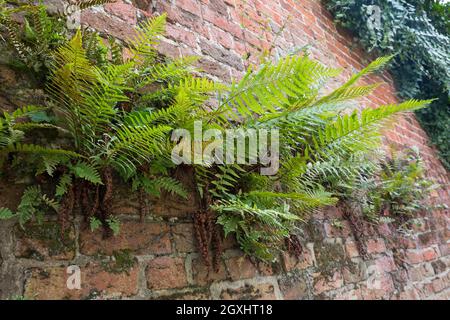 Wurmfarn, an einer alten Mauer, Gemäuer, Gewöhnlicher Wurmfarn, Echter Wurmfarn, Gemeiner Wurmfarn, Männerfarn, Dryopteris filix-mas, felce maschio, verme Foto Stock