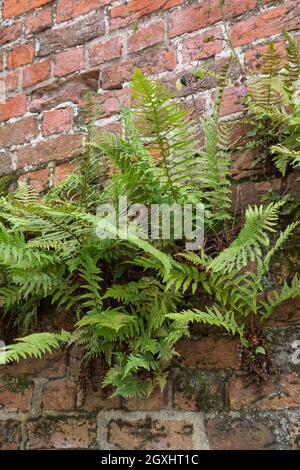 Wurmfarn, an einer alten Mauer, Gemäuer, Gewöhnlicher Wurmfarn, Echter Wurmfarn, Gemeiner Wurmfarn, Männerfarn, Dryopteris filix-mas, felce maschio, verme Foto Stock