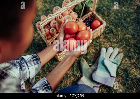 Razza mista femmina che tiene in mano pomodori ciliegia rosso dopo essere stato appena raccolto in giardino Foto Stock