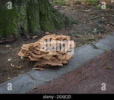 Meripilus giganteus, un fungo di polipo che cresce sul bordo di un percorso ciclistico nei Paesi Bassi Foto Stock