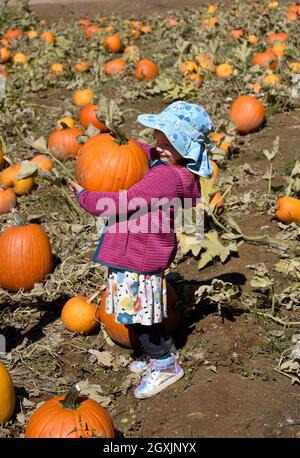 Una giovane ragazza porta una zucca in vendita all'annuale Harvest Festival presso il complesso storico vivente El Rancho de las Golondrinas in New Mexico. Foto Stock