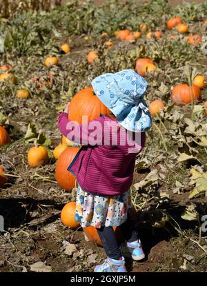 Una giovane ragazza porta una zucca in vendita all'annuale Harvest Festival presso il complesso storico vivente El Rancho de las Golondrinas in New Mexico. Foto Stock