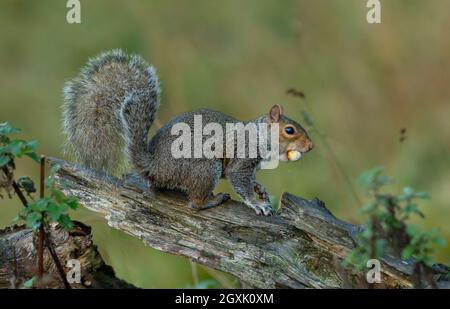 Scoiattolo grigio in autunno raccogliendo noci. Guardando a destra su un tronco caduto, con un dado in bocca. Pulire lo sfondo. Spazio per la copia. Scientifico Foto Stock