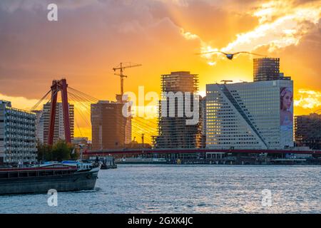 Lo skyline di Rotterdam, con il Willemsbrug, sul fiume Nieuwe Maas, Paesi Bassi Foto Stock