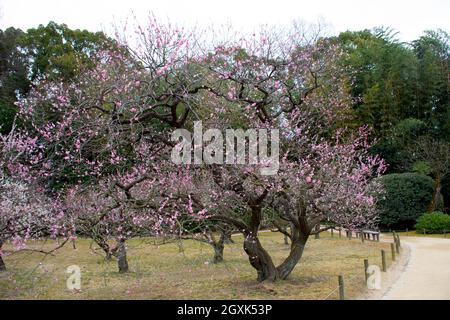 Albero giapponese in fiore di ciliegio o sakura, Prunus sp., Ujo Park, Okayama, Giappone Foto Stock