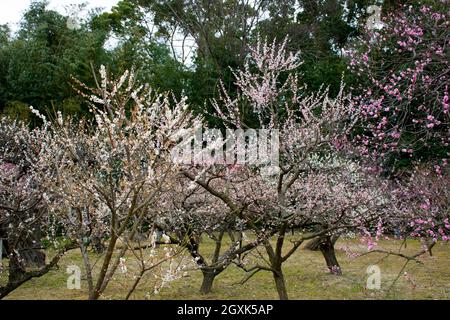 Albero giapponese in fiore di ciliegio o sakura, Prunus sp., Ujo Park, Okayama, Giappone Foto Stock