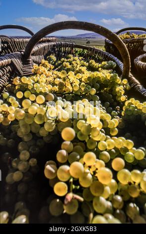 CHARDONNAY UVE BORGOGNA CESTI VENDEMMIA Grand Cru Corton Charlemagne Chardonnay vino bianco uve in vigneti di Louis Latour, collina di Corton. Aloxe-Corton, Côte d'Or, Francia Côte de Beaune Foto Stock