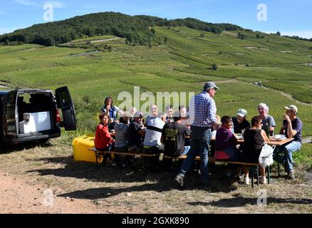 Vendemmiatori francesi che prendono una pausa pranzo vicino Kaysersberg nella regione Alsazia della Francia ottobre 2021. Vendemmiatrice francia vendemmiatrice a mano Foto Stock