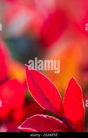 Mirtillo nano, Vaccinium cespitosum, nel prato subalpino lungo il Grand Valley Trail in Obstruction Point area of Olympic National Park, Washington Stat Foto Stock