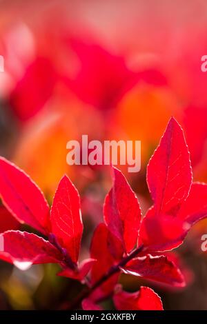 Mirtillo nano, Vaccinium cespitosum, nel prato subalpino lungo il Grand Valley Trail in Obstruction Point area of Olympic National Park, Washington Stat Foto Stock