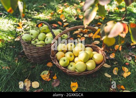 Mele gialle appena raccolte in cestini su erba verde Foto Stock