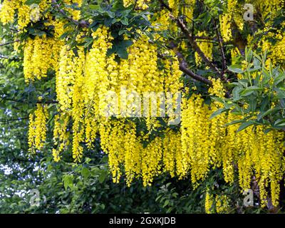 Laburnum, noto anche come albero di fagioli, ruscello d'oro o cespuglio giallo, è un genere di piante della sottofamiglia delle farfalle (Faboideae) della famiglia dei legumi (. Foto Stock