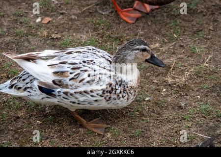 Anatra di mallardo Leusistic, condizione molto rara Foto Stock