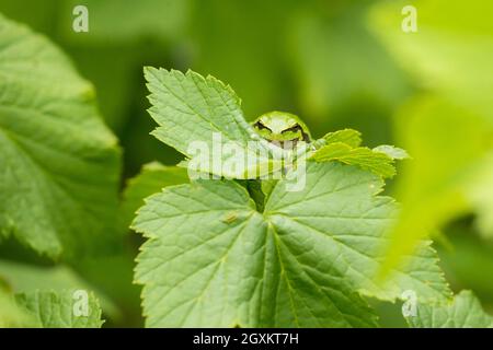 Rana arborea europea (Hyla Arborea) che poggia su una foglia Foto Stock