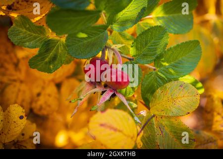 Bacche rosse e foglie colorate di una rosa selvaggia nella stagione autunnale, foto ravvicinata con fuoco soft selettivo Foto Stock