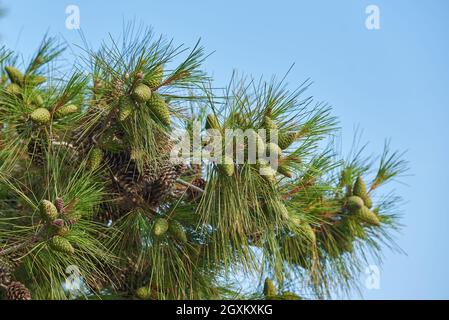 Ramo di pino con aghi lunghi e coni contro il cielo blu Foto Stock