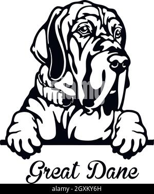 Great Dane Peeking Dog - testa isolata su bianco - vettore stock Illustrazione Vettoriale