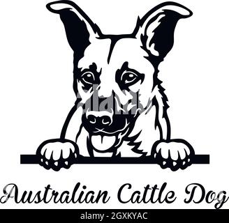 Cane australiano di Pechino cane bovino - testa isolata su bianco - vettore stock Illustrazione Vettoriale