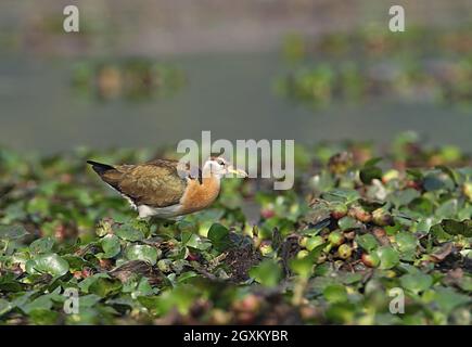 Jacana con alare di bronzo (Metopidius indicus) giovani che camminano sull'acqua giacinti Kaziranga NP, Assam, India Gennaio Foto Stock