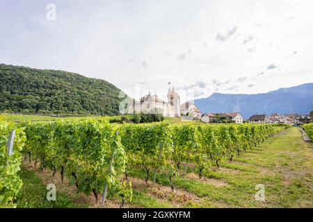 Castello di Aigle nel mezzo dei vigneti. Oggi il castello ospita il Musée de la Vigne et du Vin (museo della vite e del vino). Aigle, Svizzera Foto Stock